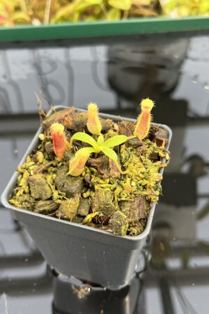 Close Up of Nepenthes spathulata x (diabolica x hamata) | Clone 5 | Florae Collaborative | FC-153.05 | H25373