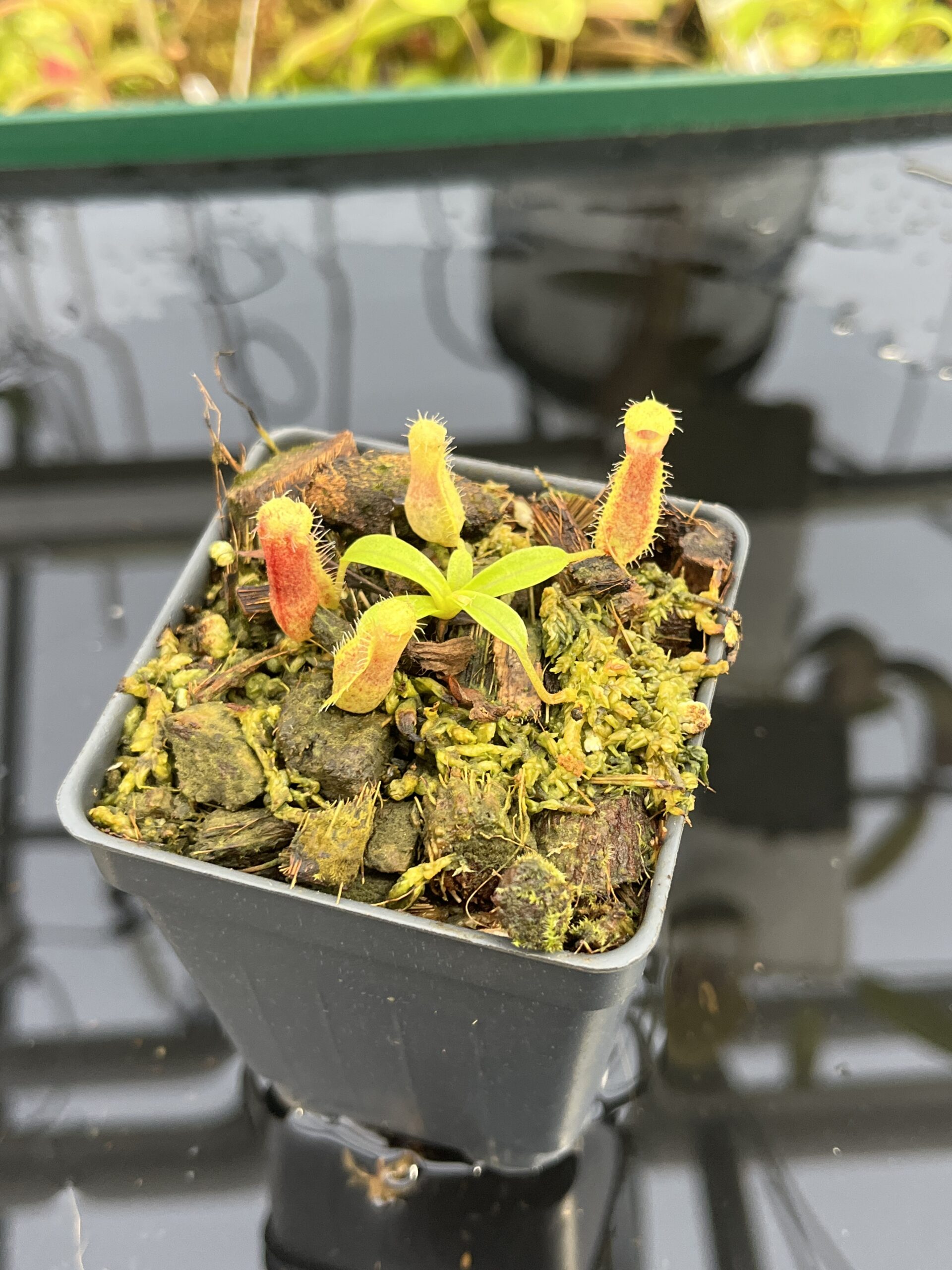 Close Up of Nepenthes spathulata x (diabolica x hamata) | Clone 5 | Florae Collaborative | FC-153.05 | H25373