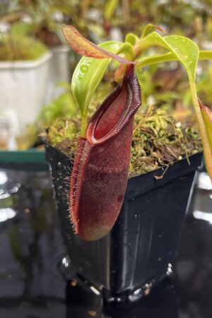Close Up of Nepenthes spathulata x dubia | Borneo Exotics | BE-3751 | H25436
