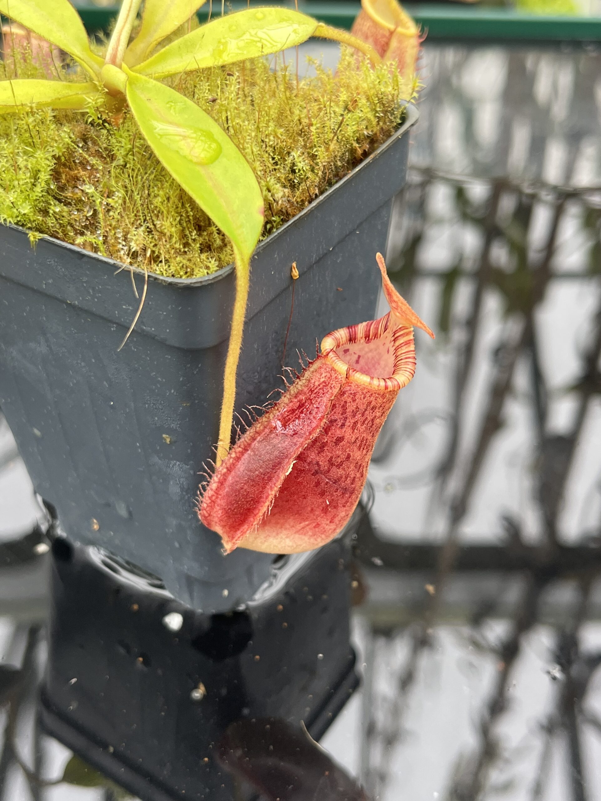 Close Up of Nepenthes spectabilis x lowii | Borneo Exotics | BE-4524 | H25482