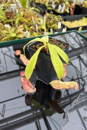 Close Up of Nepenthes spectabilis x mirabilis var. globosa | Borneo Exotics | BE-4523 | IN25324