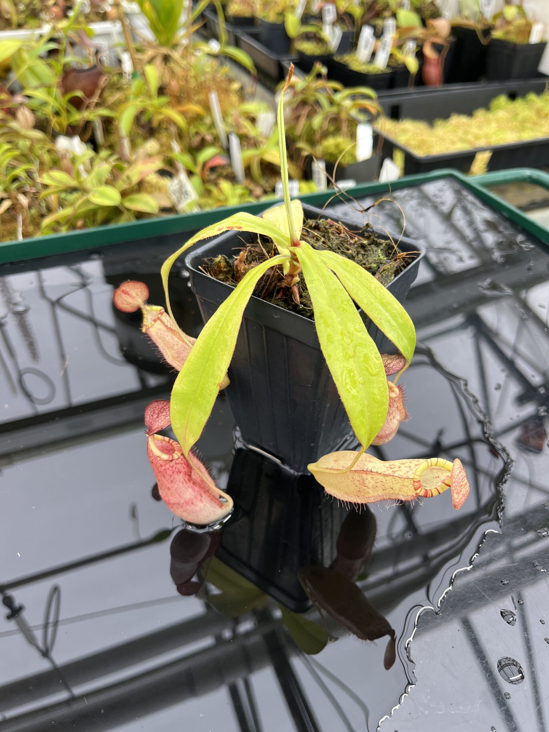 Close Up of Nepenthes spectabilis x mirabilis var. globosa | Borneo Exotics | BE-4523 | IN25324