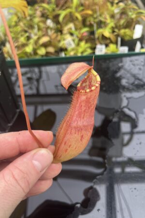 Close Up of Nepenthes sumatrana | Borneo Exotics | BE-4540 | L25320