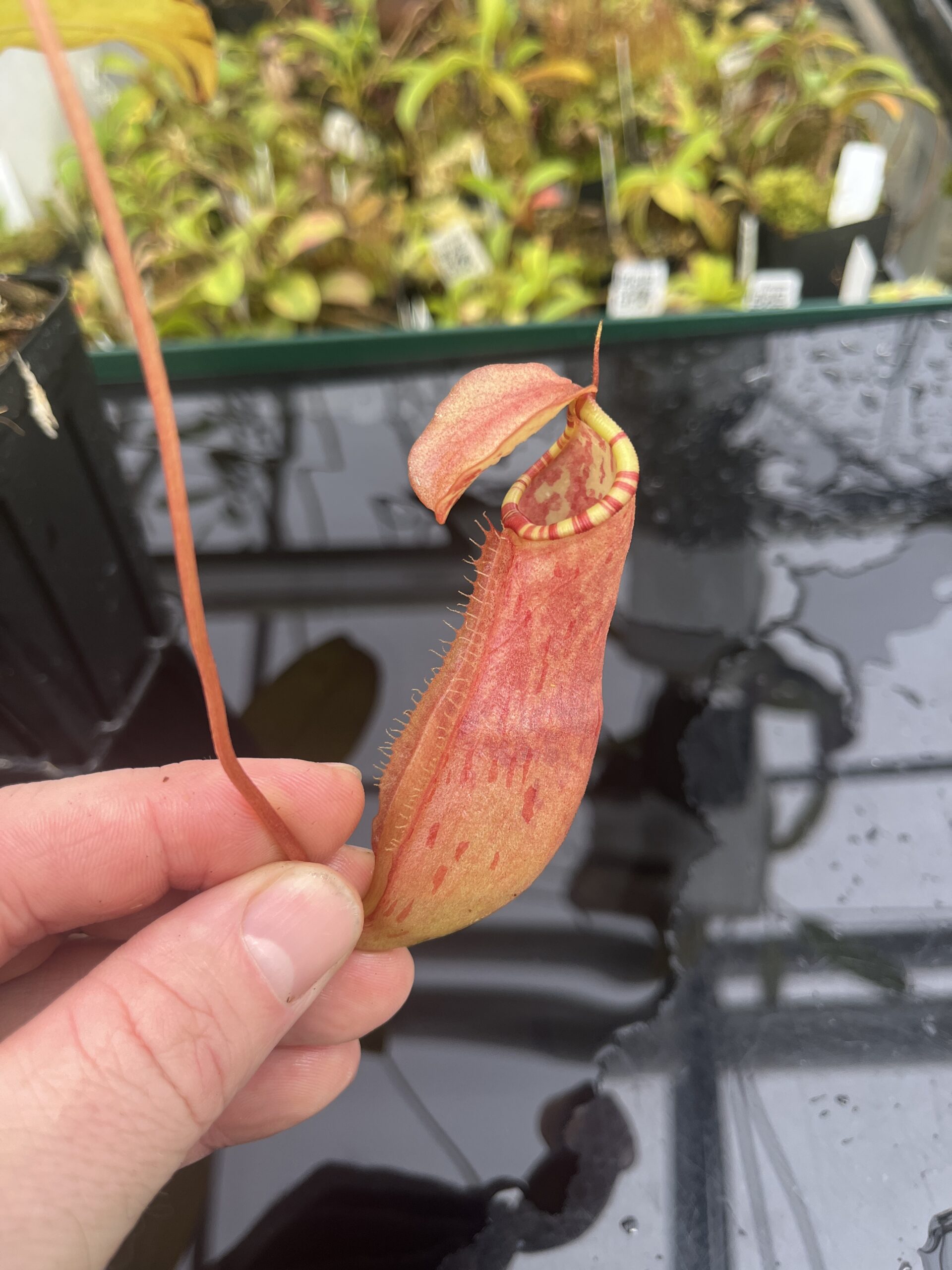Close Up of Nepenthes sumatrana | Borneo Exotics | BE-4540 | L25320