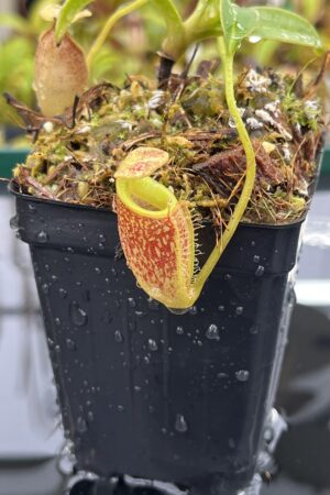 Close Up of Nepenthes talangensis | Borneo Exotics | BE-4075 | H25285