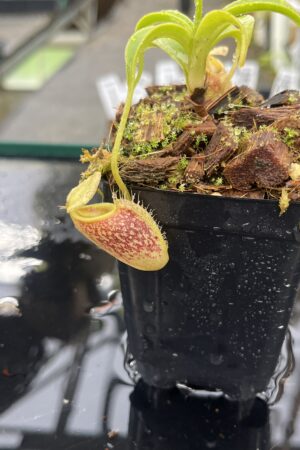 Close Up of Nepenthes talangensis | Borneo Exotics | BE-4075 | H25508
