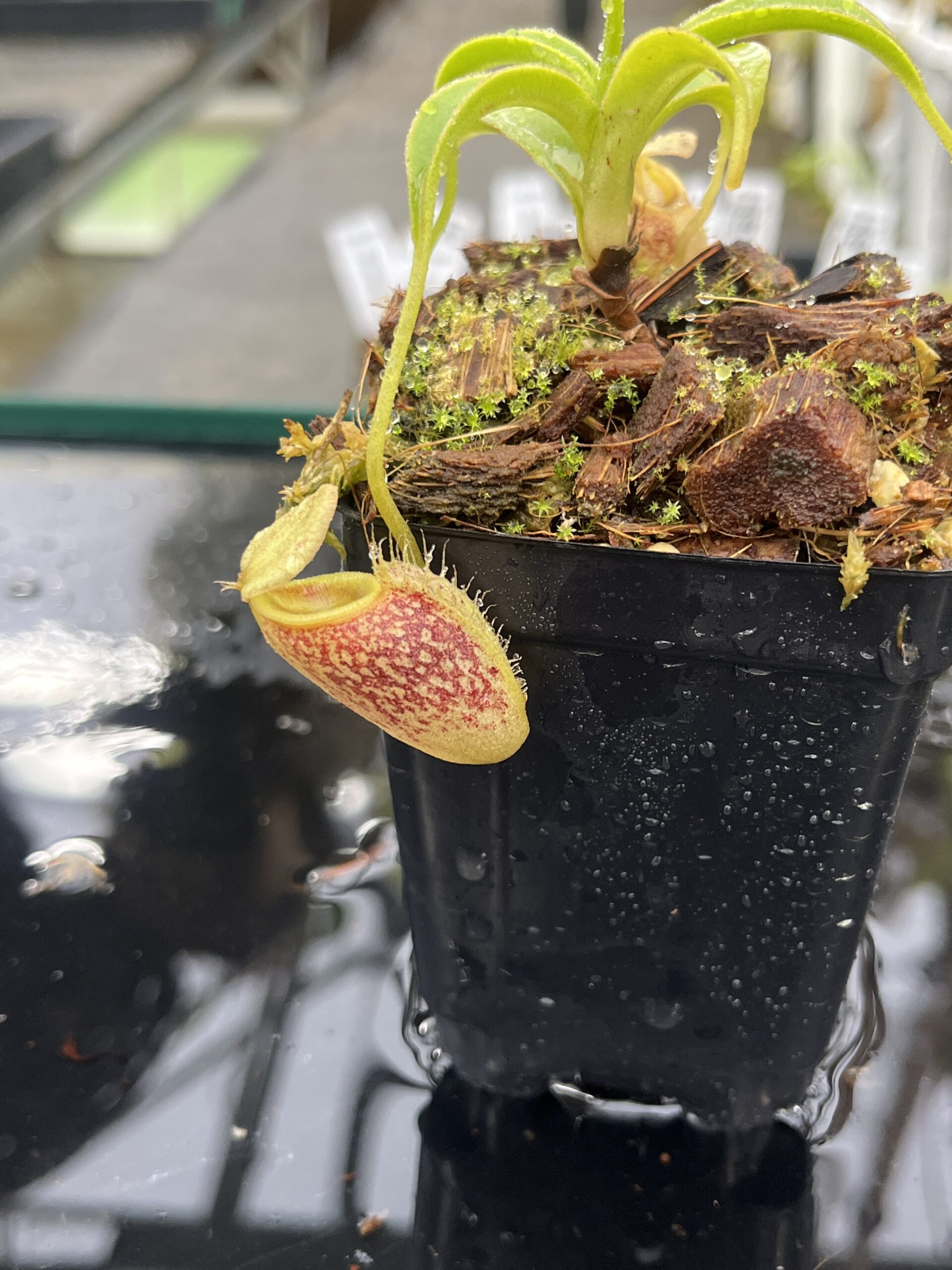Close Up of Nepenthes talangensis | Borneo Exotics | BE-4075 | H25508