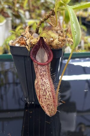 Close Up of Nepenthes talangensis x hamata | Borneo Exotics | BE-4003 | H25432