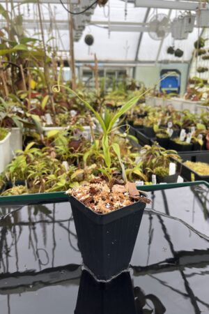Close Up of Nepenthes tenuis | Florae Collaborative | | IN25381