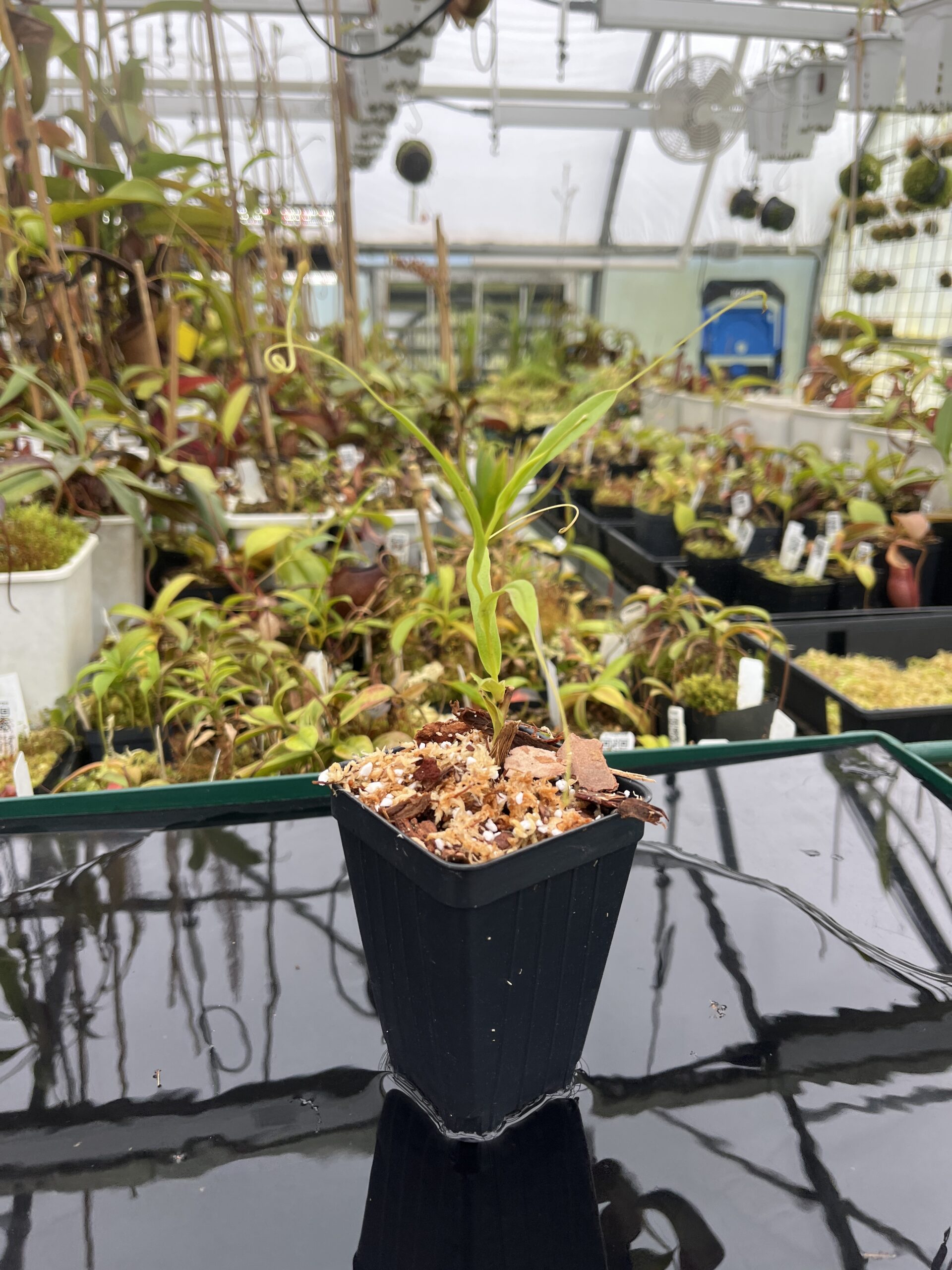 Close Up of Nepenthes tenuis | Florae Collaborative | | IN25381