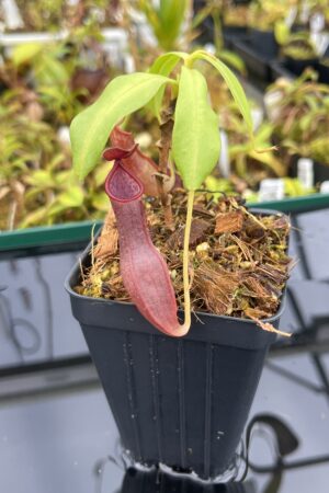 Close Up of Nepenthes tobaica | Borneo Exotics | BE-4089 | IN25378