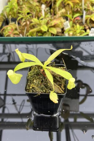 Close Up of Nepenthes treubiana | Borneo Exotics | BE-3340 | L25352