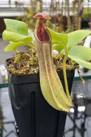 Close Up of Nepenthes truncata | Borneo Exotics | BE-4001 | L25486