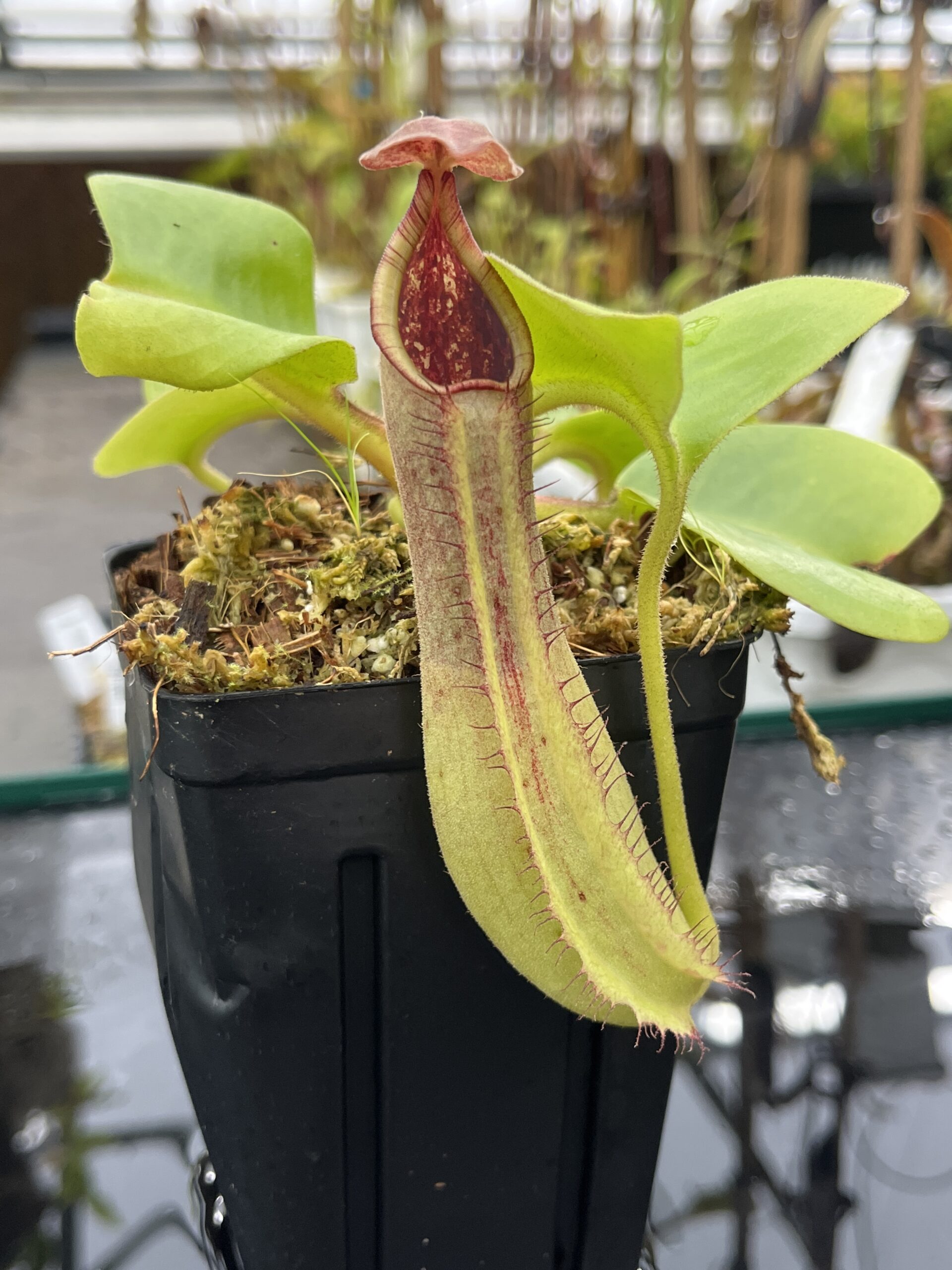Close Up of Nepenthes truncata | Borneo Exotics | BE-4001 | L25486