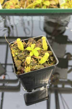 Close Up of Nepenthes (truncata x ephippiata) x villosa | JH | Florae | Jeremiah Harris | JH-352.16 | IN25372