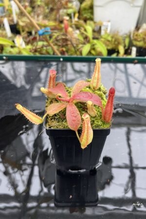 Close Up of Nepenthes {truncata x (truncata x {maxima x [(stenophylla x lowii) x (Rokko x veitchii)]}} x boschiana x (truncata x clipeata) | Florae Collaborative | FC-478.00 | IN25602