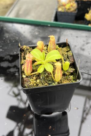 Close Up of Nepenthes truncata x villosa | JH | Clone 5 | Jeremiah Harris | JH-355.05 | IN25493
