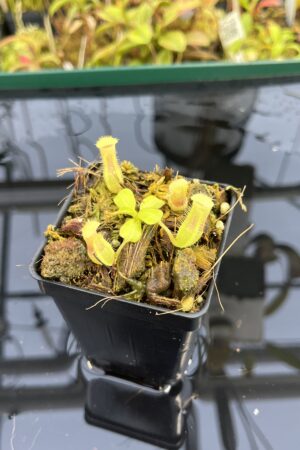 Close Up of Nepenthes truncata x villosa | JH | Clone 6 | Jeremiah Harris | JH-355.06 | IN25374