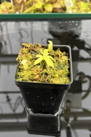 Close Up of Nepenthes ulukaliana Genting HL | EL | Florae | Assorted Clones | Florae Collaborative | FC-369 | IN25422