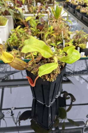 Close Up of Nepenthes veitchii | Borneo Exotics | BE-4094 | IN25411