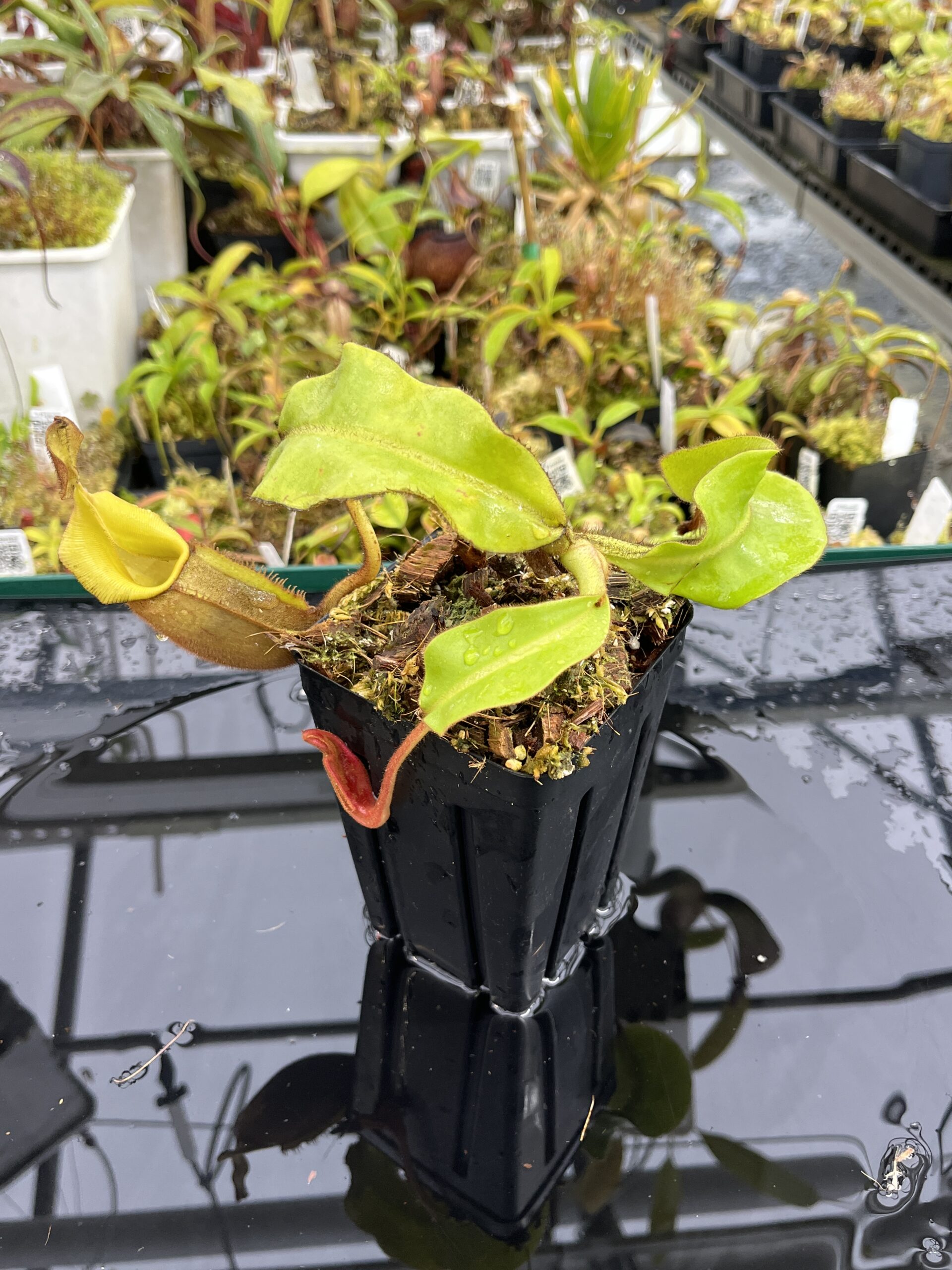 Close Up of Nepenthes veitchii | Borneo Exotics | BE-4094 | IN25411