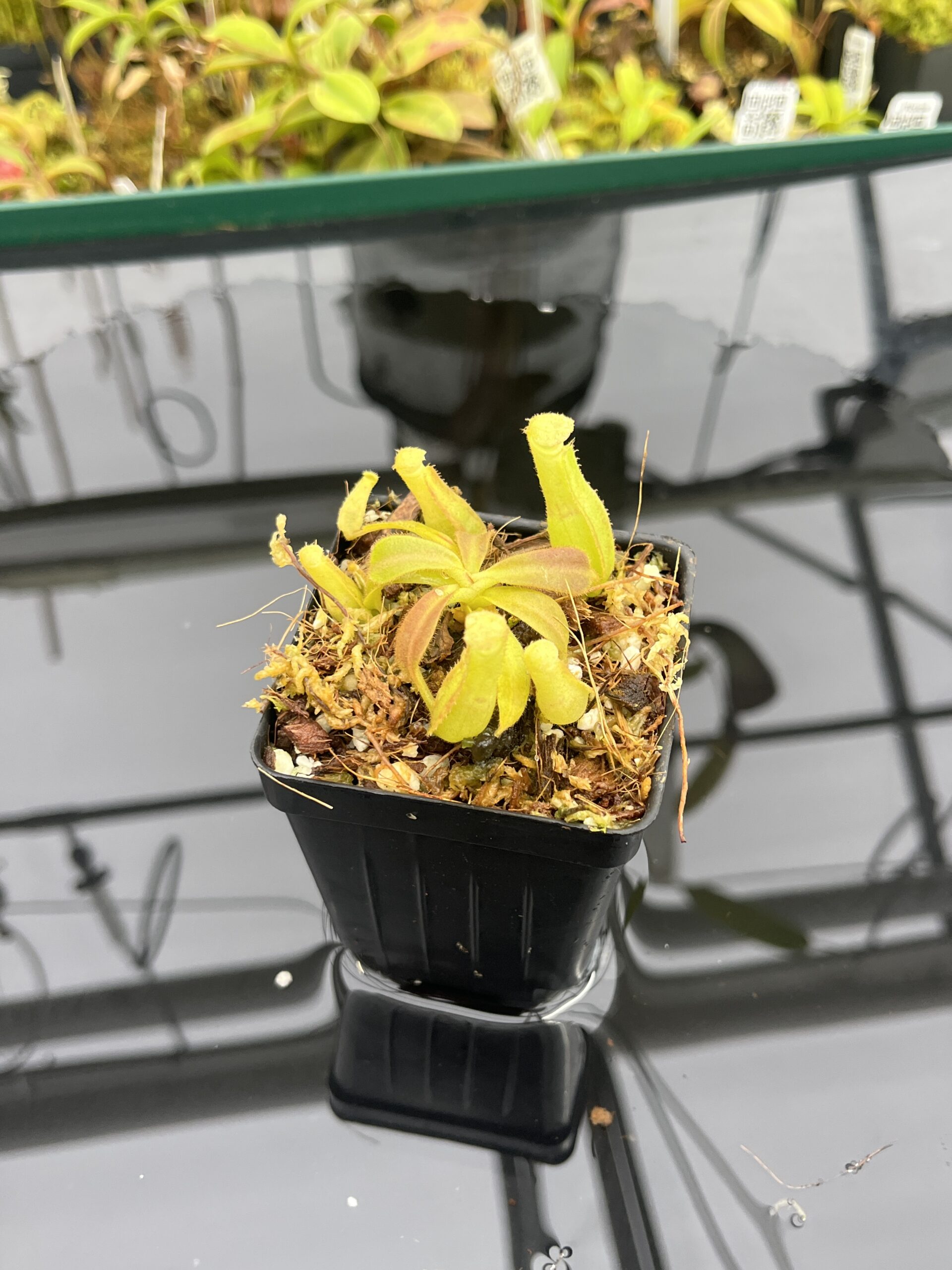 Close Up of Nepenthes veitchii Murud, Striped x 'Candy' | Florae Collaborative | FC-23.02 | IN25249