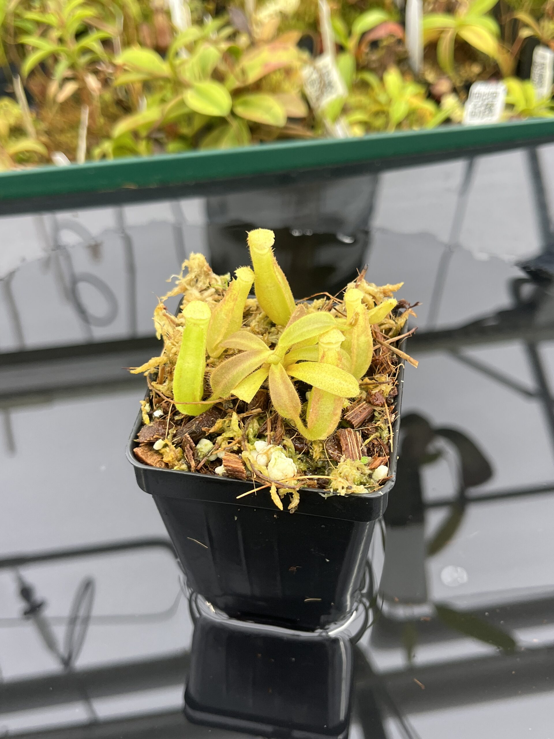 Close Up of Nepenthes veitchii Murud, Striped x 'Candy' | Florae Collaborative | FC-23.02 | IN25250