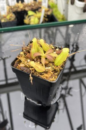 Close Up of Nepenthes veitchii Murud, Striped x 'Candy' | Florae Collaborative | FC-23.02 | IN25499