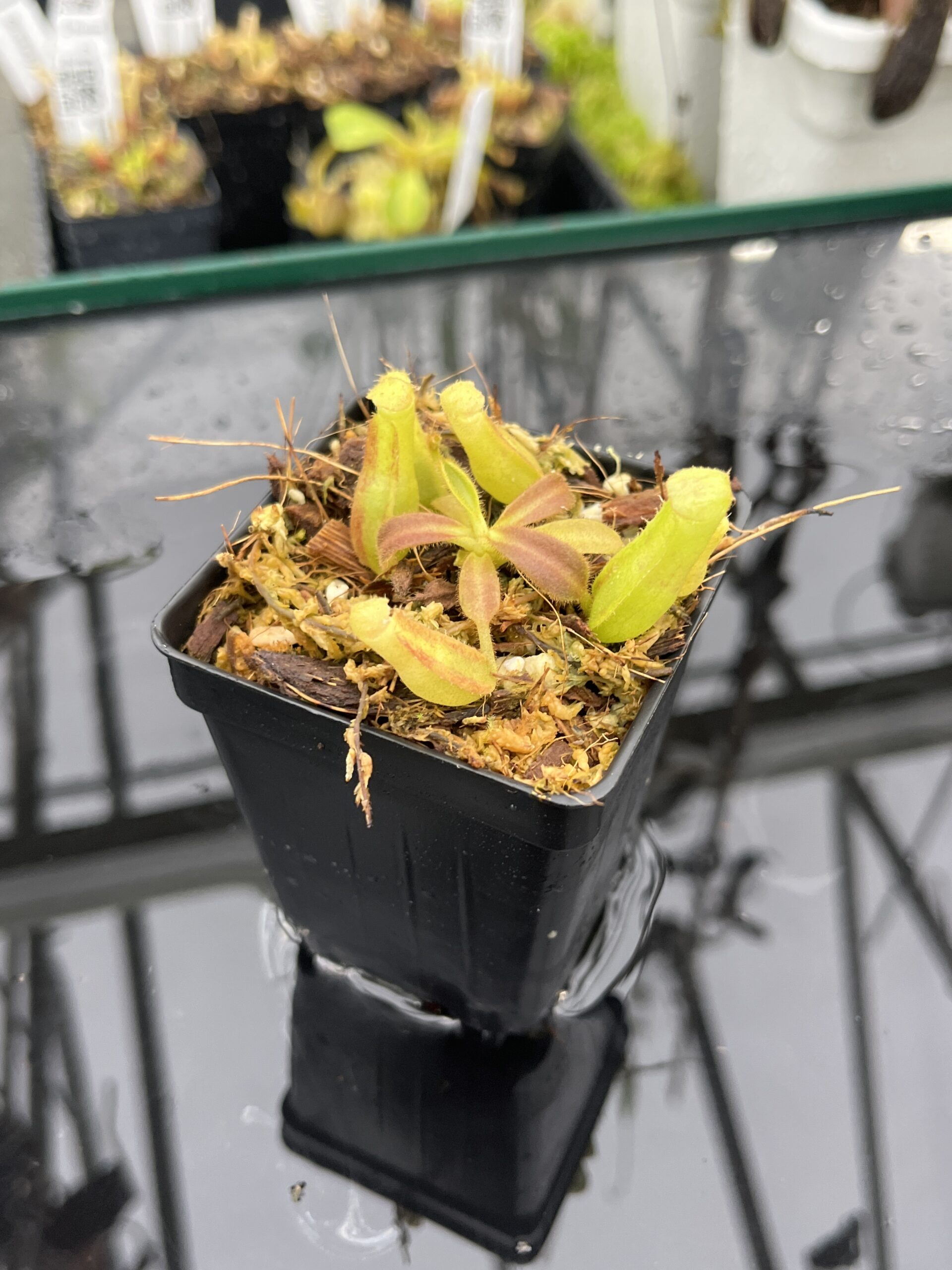 Close Up of Nepenthes veitchii Murud, Striped x 'Candy' | Florae Collaborative | FC-23.02 | IN25499