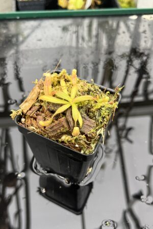 Close Up of Nepenthes veitchii {horticultural cross: yellow x striped peristome} | Best Carnivorous Plants | BCP-340 | IN25495