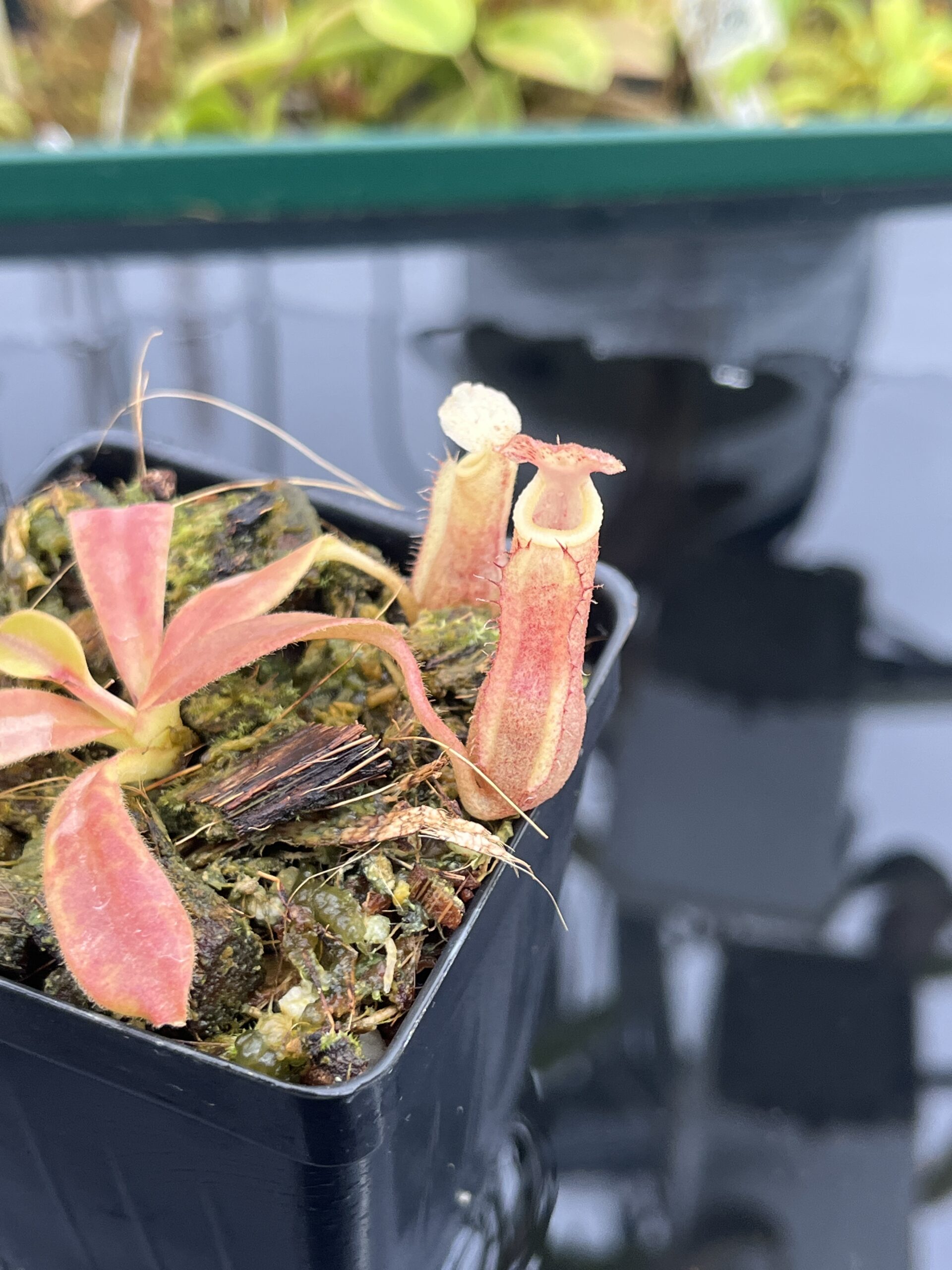 Close Up of Nepenthes veitchii long, striped x (truncata x spectabilis) | Jeremiah Harris | Assorted Clones | Jeremiah Harris | JH-399 | IN25251