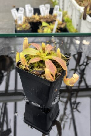 Close Up of Nepenthes veitchii long, striped x (truncata x spectabilis) | Jeremiah Harris | Assorted Clones | Jeremiah Harris | JH-399 | IN25498