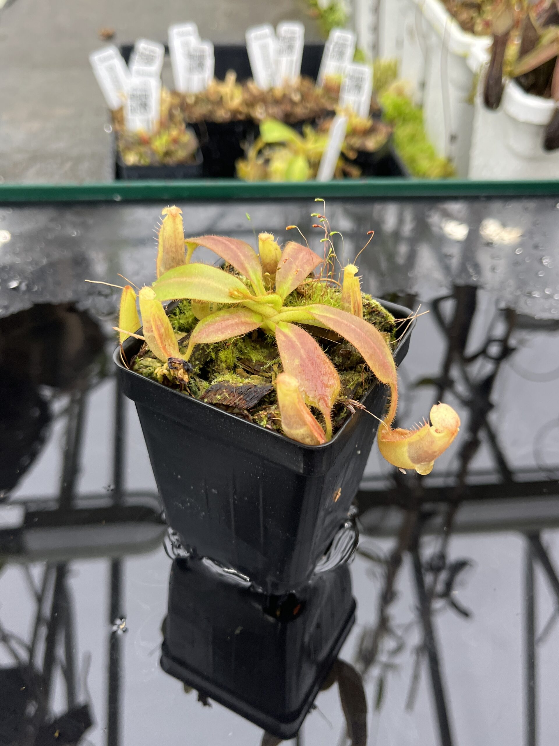 Close Up of Nepenthes veitchii long, striped x (truncata x spectabilis) | Jeremiah Harris | Assorted Clones | Jeremiah Harris | JH-399 | IN25498