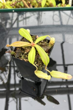Close Up of Nepenthes (veitchii x boschiana) x (truncata x spectabilis) | Assorted Clones | Jeremiah Harris | JH-387 | IN25615