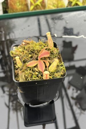 Close Up of Nepenthes (veitchii x boschiana) x (veitchii x boschiana) | JH | Florae | Jeremiah Harris | JH-386 | INunreadable