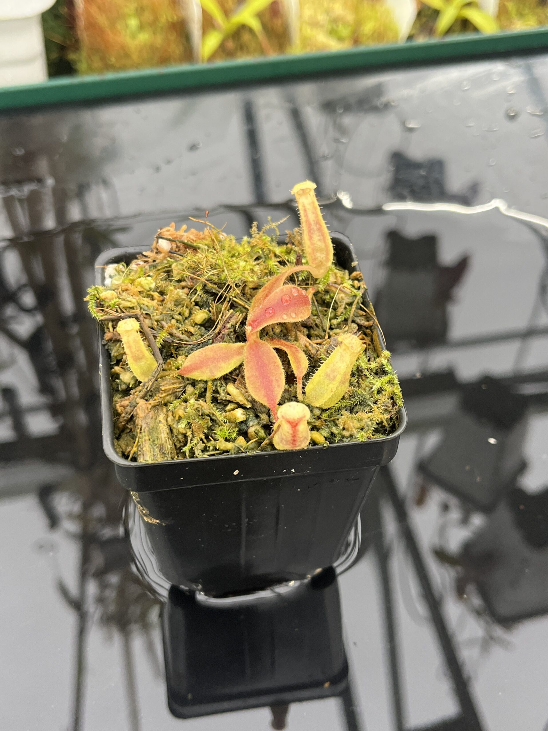 Close Up of Nepenthes (veitchii x boschiana) x (veitchii x boschiana) | JH | Florae | Jeremiah Harris | JH-386 | INunreadable