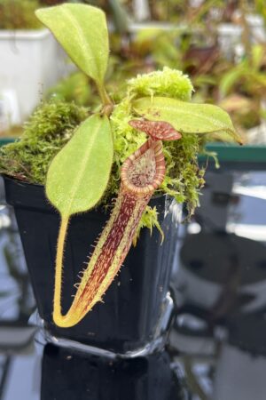 Close Up of Nepenthes (veitchii x burbidgeae) x platychila | Florae Collaborative | | IN25332