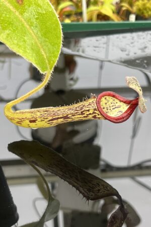 Close Up of Nepenthes (veitchii x burbidgeae) x stenophylla | Florae Collaborative | | IN25379