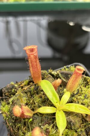 Close Up of Nepenthes (veitchii x lowii) x edwardsiana | Florae Collaborative | FC-122.01 | H25354