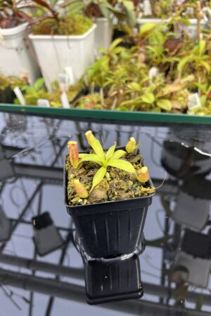 Close Up of Nepenthes (veitchii x lowii) x edwardsiana | Florae Collaborative | FC-122.01 | H25357