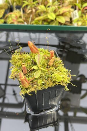 Close Up of Nepenthes (veitchii x lowii) x (lowii x Gothica) - 'Warped Peristome' | Florae Collaborative | FC-263.01 | IN25337