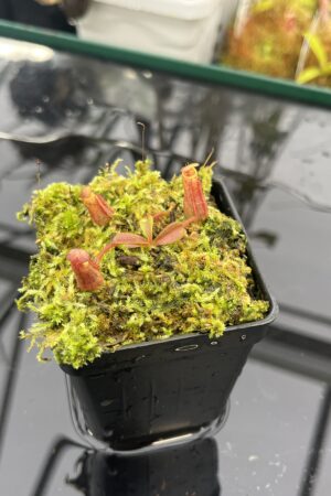 Close Up of Nepenthes (veitchii x lowii) x (lowii x Gothica) - 'Warped Peristome' | Florae Collaborative | FC-263.01 | INNEP-1584
