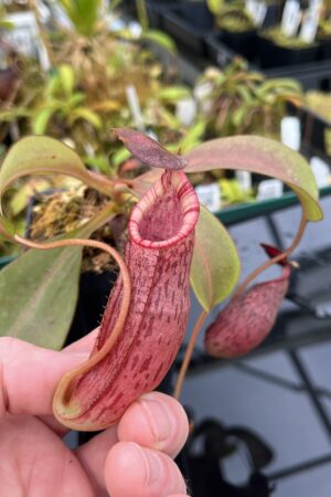 Close Up of Nepenthes (veitchii x lowii) x spectabilis | Borneo Exotics | BE-3400 | IN25376