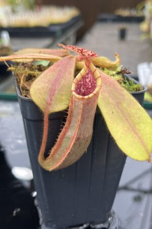 Close Up of Nepenthes (veitchii x platychila) x veitchii | Borneo Exotics | BE-4623 | IN25490