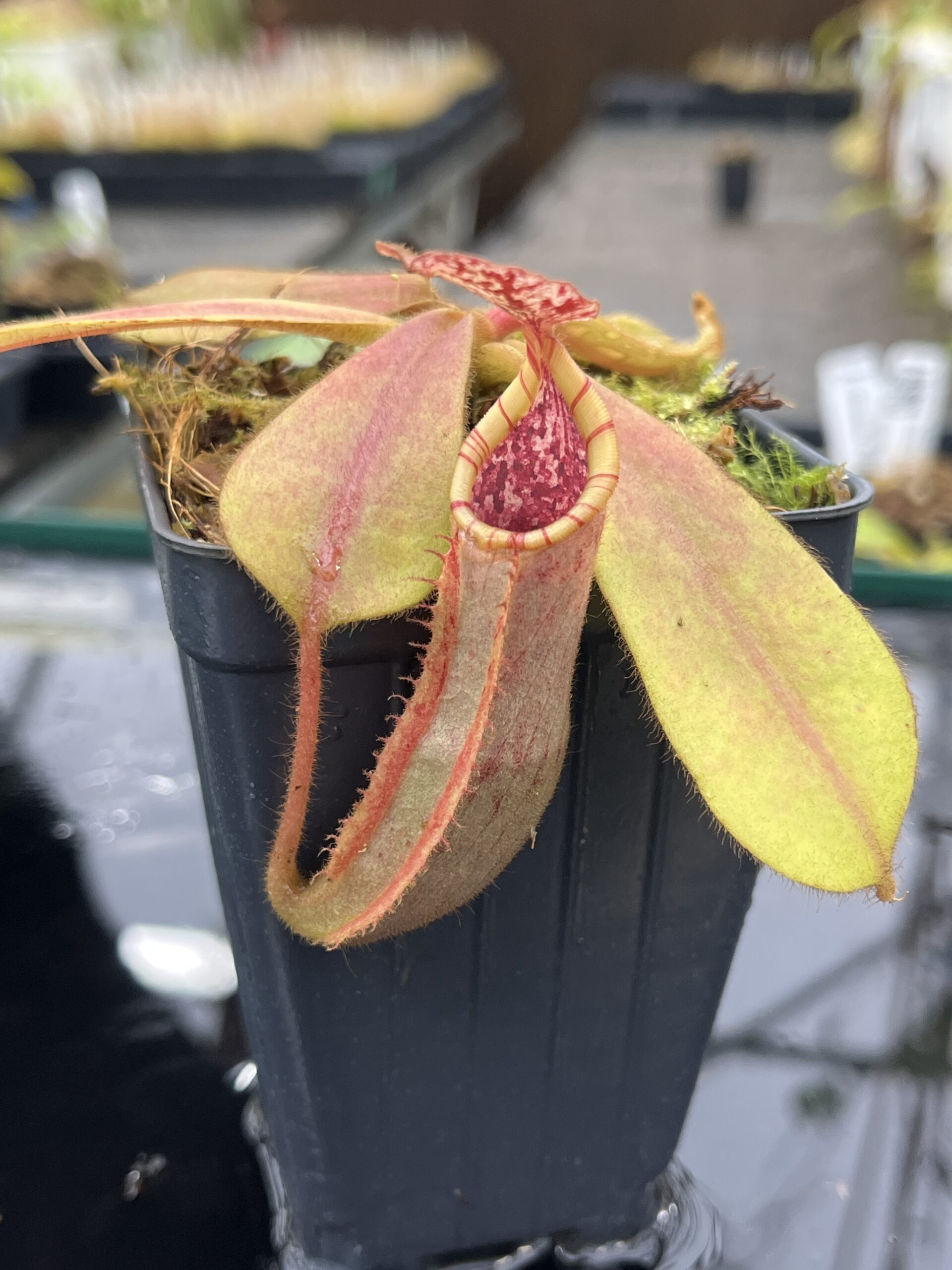 Close Up of Nepenthes (veitchii x platychila) x veitchii | Borneo Exotics | BE-4623 | IN25490