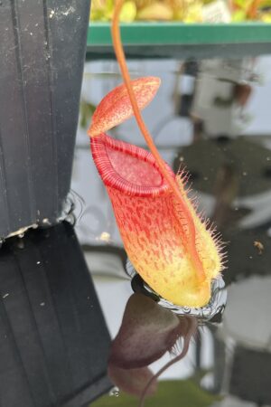Close Up of Nepenthes ventricosa x ephippiata | Borneo Exotics | BE-4639 | IN25377
