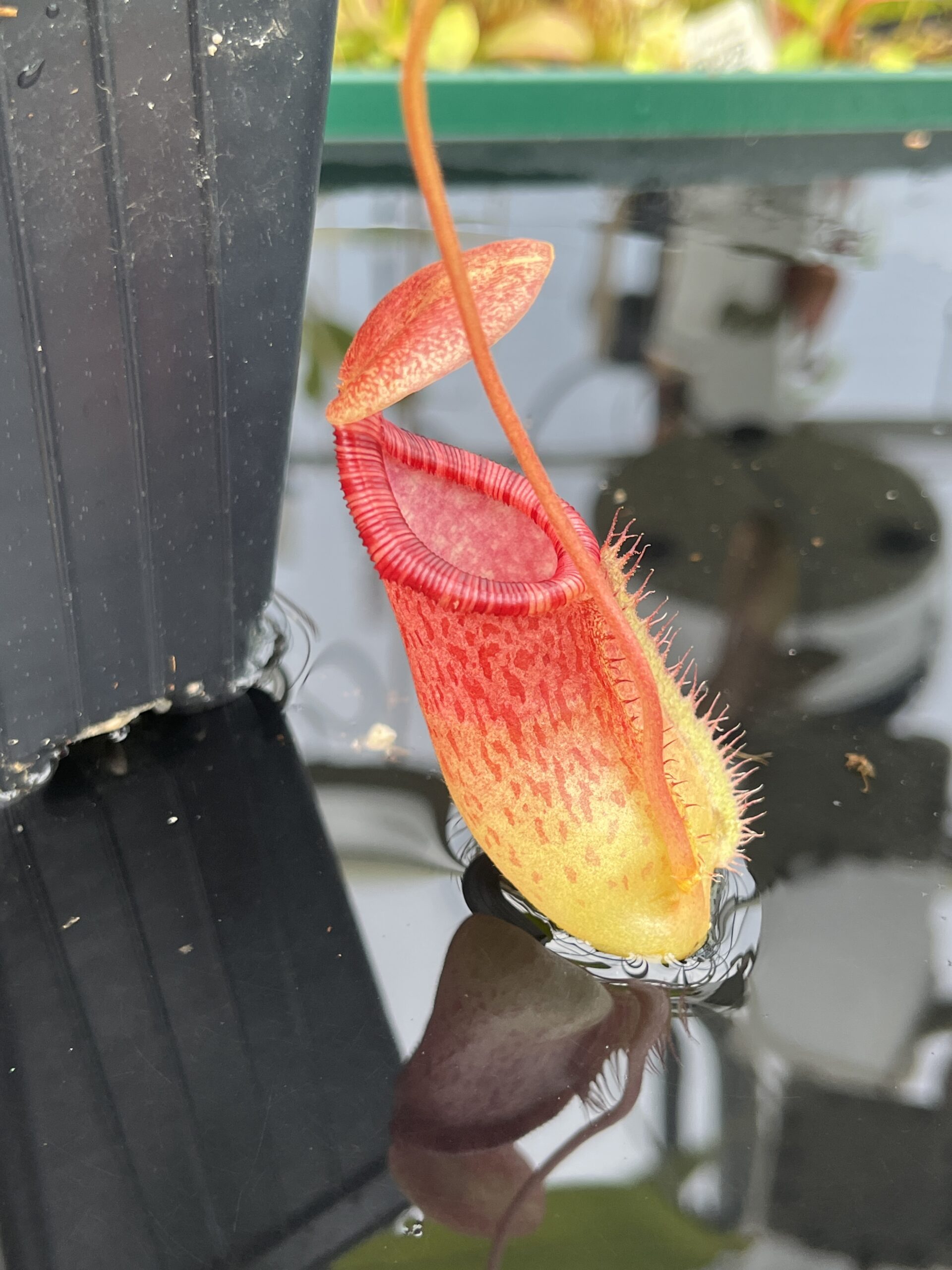 Close Up of Nepenthes ventricosa x ephippiata | Borneo Exotics | BE-4639 | IN25377