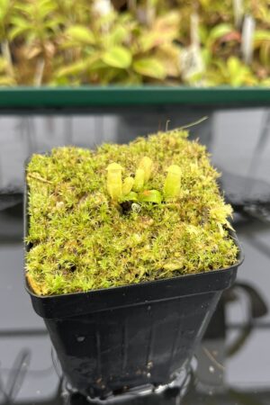 Close Up of Nepenthes villosa x edwardsiana | Clone 1 | Jeremiah Harris | JH-322.01 | H25295