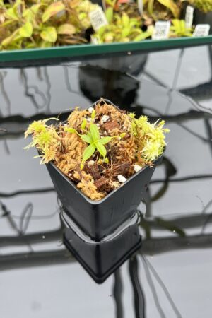 Close Up of Nepenthes villosa x edwardsiana | JH | Florae | Jeremiah Harris | JH-322.07 | H25399