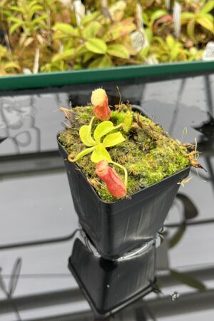 Close Up of Nepenthes villosa x (lowii x truncata) - giant | JH | Clone 5 | Jeremiah Harris | JH-321.05 | IN25264